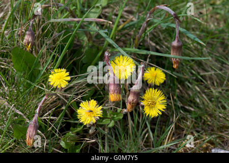 Un printemps tussilage, plante aux fleurs composite jaune avant que les feuilles sortent, Berkshire, Avril Banque D'Images