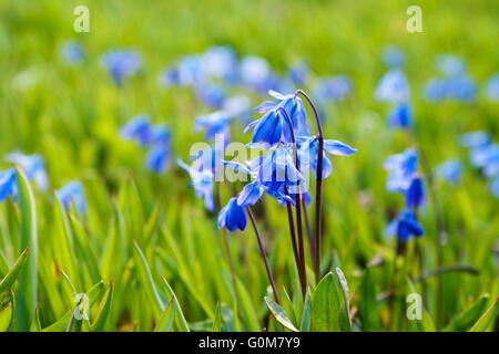 Scilla siberica ou sibérien squill printemps fleurs, scène à temps partiel Banque D'Images