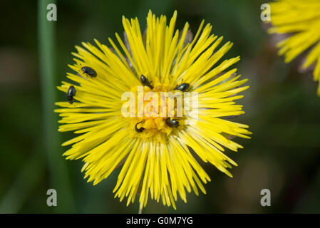 Coltsfoot, fleurs composites jaunes avec plusieurs coléoptères polliniques, (Brassicogethes aeneus), Berkshire, avril Banque D'Images