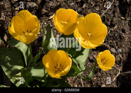Tulipe jaune des fleurs au printemps, Avril Banque D'Images