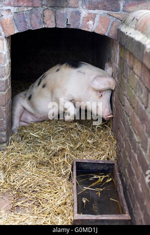 Gloucestershire Old Spot cochon dans sa hutte en Angleterre Banque D'Images