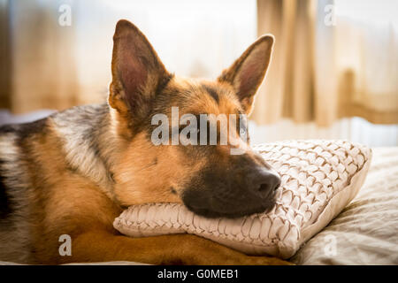 Chien de berger allemand alsacien reposant sur un coussin Banque D'Images