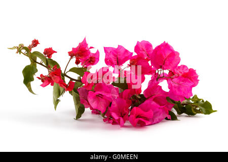 Bougainvillea isolé sur fond blanc Banque D'Images