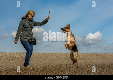 Berger allemand alsacien jouant avec une femme sur la plage de galets à Aldeburgh le long de la côte du Suffolk Banque D'Images