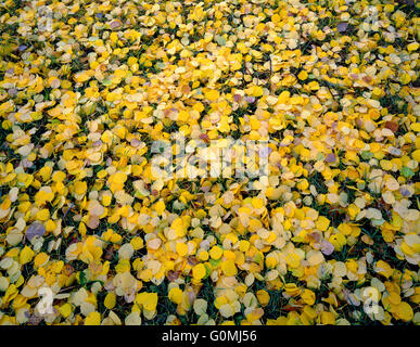 USA, Colorado, Gunnison National Forest, les feuilles humides de tremble (Populus tremuloides) sur le sol de la forêt près de Kebler Pass. Banque D'Images