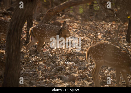 Un Chital, Cerf tacheté (Axis axis) Sasan Gir, dans le Gujarat, en Inde, de fourrages pour l'alimentation. Banque D'Images