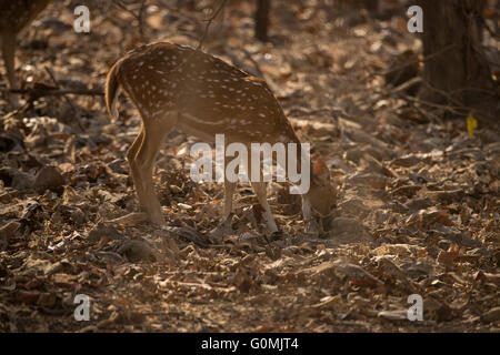 Un Chital, Cerf tacheté (Axis axis) Sasan Gir, dans le Gujarat, en Inde, de fourrages pour l'alimentation. Banque D'Images