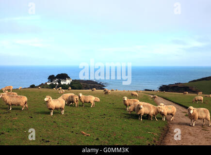 Les moutons près de Colona, Chapel Point, Portmellon, Cornwall. Banque D'Images