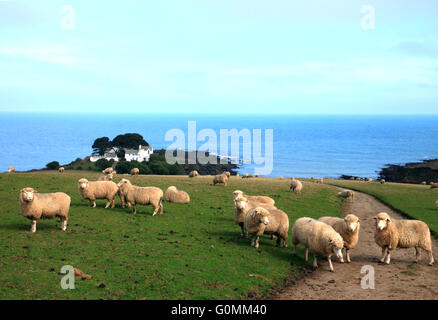 Les moutons près de Colona, Chapel Point, Portmellon, Cornwall. Banque D'Images