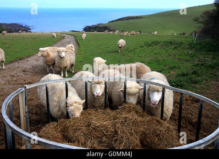 L'alimentation des moutons pour l'ensilage près de Colona, Chapel Point, Portmellon, Cornwall. Banque D'Images