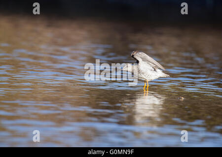 Grand chevalier (Tringa melanoleuca) au printemps Banque D'Images