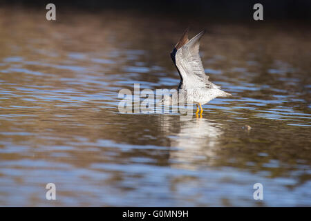 Grand chevalier (Tringa melanoleuca) au printemps Banque D'Images