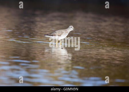 Grand chevalier (Tringa melanoleuca) au printemps Banque D'Images