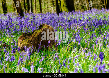 English Bluebells de plus en forêt de Dean, Gloucestershire England UK printemps. Tronc d'arbre pourri parmi les jacinthes Banque D'Images