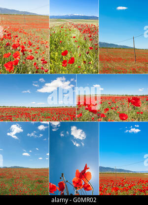 Collage de Beatuful domaine de poppy Banque D'Images