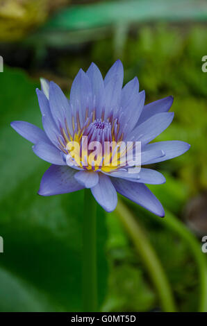 Un Indien bleu violet fleur de lotus est considérée comme sacrée et impressionne par sa perfection en filigrane. Banque D'Images