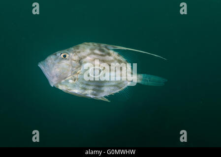 John Dory, également connu sous le nom de St Peter's fish. Nom scientifique : Zeus faber ,Linnaeus, 1758. à fishreef Owase Mif au Japon. 18 m de profondeur Banque D'Images