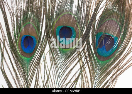 Plume de paon Close Up Banque D'Images