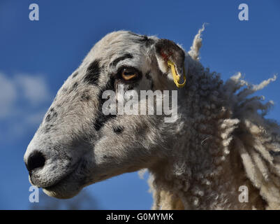 Profil de tête de mouton, Fells, Cap Sud Sedbergh, Cumbria, Yorkshire Dales, England, UK. Banque D'Images