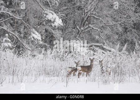 Chevreuils dans la neige Banque D'Images