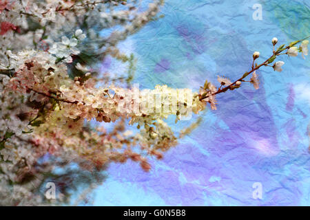 Aquarelle Spring branch avec cerise sur un ciel bleu Banque D'Images