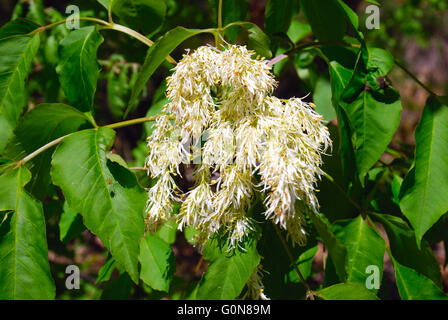 Fraxinus ornus frêne manne (ou l'orne) est une espèce de Fraxinus originaire du sud de l'Europe et le sud-ouest de l'Asie, de l'Espagne et l'Italie au nord de l'Autriche, la Pologne et la République tchèque, et à l'est par les Balkans, la Turquie et l'ouest de la Syrie au Liban et l'Arménie. Les fleurs sont produites en panicules denses de 10 à 20 cm de long. Banque D'Images