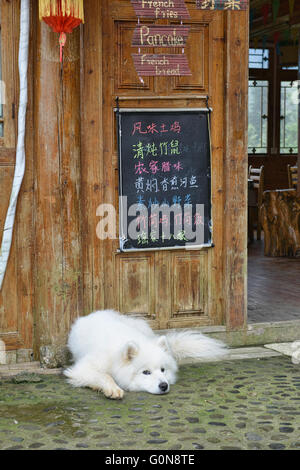 Husky blanc se détendre devant une loge dans un village de Ping', région autonome du Guangxi, Chine Banque D'Images