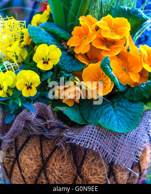 Fleurs de Printemps jaune et orange dans un panier suspendu Banque D'Images