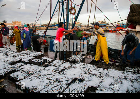 Le port d'Essaouira quand les poissons bateaux arrivent juste dans l'après-midi Banque D'Images