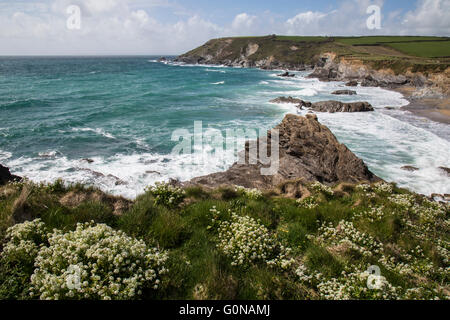 Dollar Cove, à Cornwall, en Angleterre, du nom de la silver dollars qui ont parfois été trouvés dans une épave. Banque D'Images