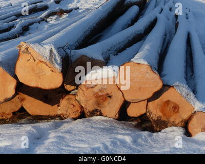 République tchèque, Poldovka. Sciage de sapin fraîchement coupé les arbres couverts de neige Banque D'Images