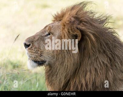 Lion portrait sur Safari Banque D'Images