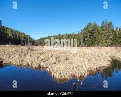 Le Parc Provincial Algonquin digue promenade Sentier de randonnée Banque D'Images