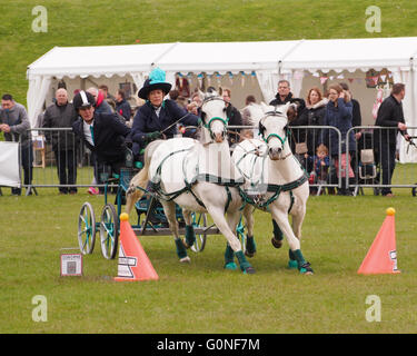 Un concurrent est en concurrence dans la course au championnat se précipitent et Rural station show à Southsea, Portsmouth. Banque D'Images