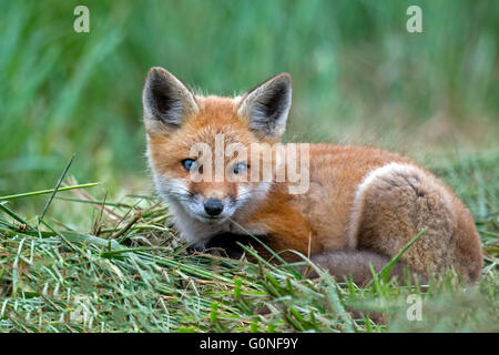 Kit de renard roux Banque D'Images