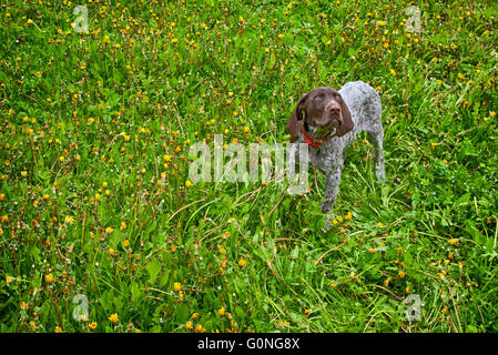 Chiot s'exécutant dans le pissenlit - braque allemand chiot Banque D'Images