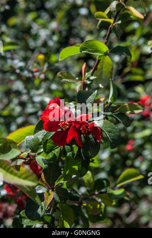 Chaenomeles japonica sargentii Banque D'Images