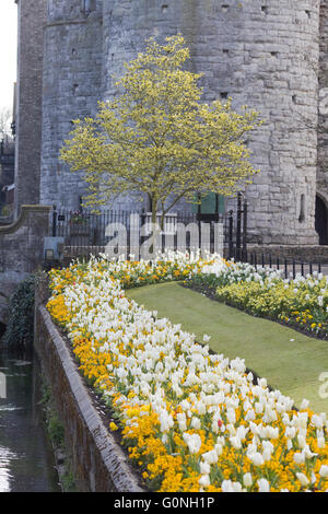 Les tulipes le long de la promenade avec l'entrée en pierre, l'une des entrées de la ville de Canterbury Banque D'Images