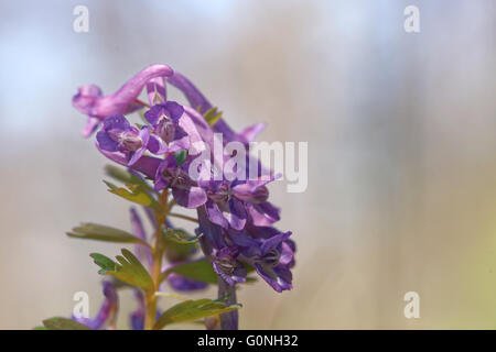 Corydalis est un genre d'environ 470 espèces de plantes herbacées vivaces et annuelles dans la famille Papaveraceae. Banque D'Images