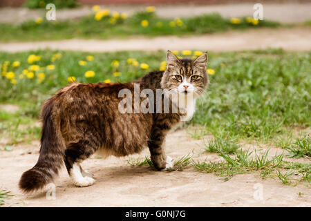 Portrait de chat enceinte marche sur la pelouse Banque D'Images