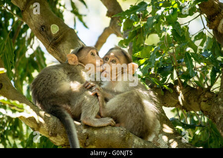 Macaques (Macaca Bonnet juvénile radiata) kissing/grignotage/mordre/jouant dans le couvert forestier Banque D'Images