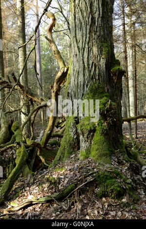 Arbre de printemps tilleul vieux peuplement feuillu de la forêt de Bialowieza, forêt de Bialowieza,Pologne,Europe Banque D'Images