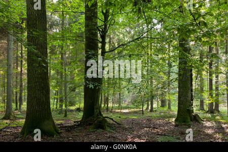 Coucher du soleil d'été avec la pénétration de lumière riche peuplement feuillu de la forêt de Bialowieza avec des arbres en premier plan Banque D'Images