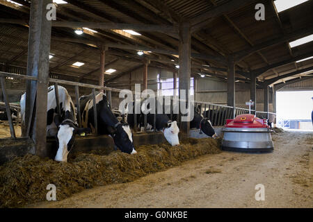 Les vaches laitières Holstein de manger à l'intérieur d'ensilage d'herbe, England, UK. Banque D'Images