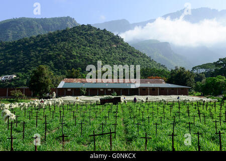 Tanzanie Tanga, montagnes Usambara, l'agriculture et l'industrie du sisal, D.D. Ruhinda & Company Ltd., Mkumbara, sisal fibre de sisal de séchage au soleil / TANZANIE Tanga, sisal Industrie, D.D. Ruhinda & Company Ltd., Mkumbara immobiliers Sisal, Trocknen der Sisalfaser in der Sonne Banque D'Images