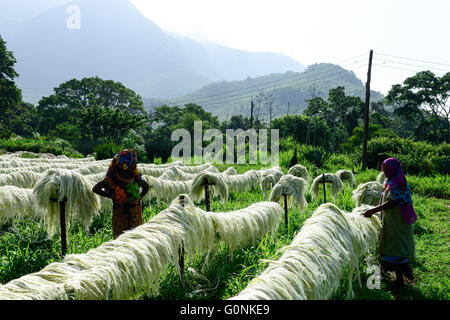 Tanzanie Tanga, montagnes Usambara, l'agriculture et l'industrie du sisal, D.D. Ruhinda & Company Ltd., Mkumbara, sisal fibre de sisal de séchage au soleil / TANZANIE Tanga, sisal Industrie, D.D. Ruhinda & Company Ltd., Mkumbara immobiliers Sisal, Trocknen der Sisalfaser in der Sonne Banque D'Images