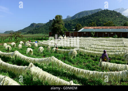 Tanzanie Tanga, montagnes Usambara, l'agriculture et l'industrie du sisal, D.D. Ruhinda & Company Ltd., Mkumbara, sisal fibre de sisal de séchage au soleil / TANZANIE Tanga, sisal Industrie, D.D. Ruhinda & Company Ltd., Mkumbara immobiliers Sisal, Trocknen der Sisalfaser in der Sonne Banque D'Images