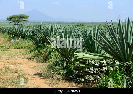 Tanzanie Tanga, montagnes Usambara, l'agriculture et l'industrie du sisal, D.D. Ruhinda & Company Ltd., Mkumbara immobiliers sisal, le travailleur agricole récolter les feuilles en sisal / TANZANIE Tanga Usambara, Berge, sisal Anbau und Industrie, D.D. Ruhinda & Company Ltd., Mkumbara, Immobilier Landarbeiter Sisal bei der Ernte Blaetter Sisal Banque D'Images