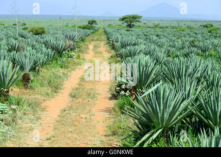 Tanzanie Tanga, montagnes Usambara, l'agriculture et l'industrie du sisal, D.D. Ruhinda & Company Ltd., Mkumbara immobiliers sisal, le travailleur agricole récolter les feuilles en sisal / TANZANIE Tanga Usambara, Berge, sisal Anbau und Industrie, D.D. Ruhinda & Company Ltd., Mkumbara, Immobilier Landarbeiter Sisal bei der Ernte Blaetter Sisal Banque D'Images