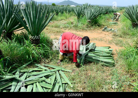 Tanzanie Tanga, montagnes Usambara, l'agriculture et l'industrie du sisal, D.D. Ruhinda & Company Ltd., Mkumbara immobiliers sisal, le travailleur agricole récolter les feuilles en sisal / TANZANIE Tanga Usambara, Berge, sisal Anbau und Industrie, D.D. Ruhinda & Company Ltd., Mkumbara, Immobilier Landarbeiter Sisal bei der Ernte Blaetter Sisal Banque D'Images